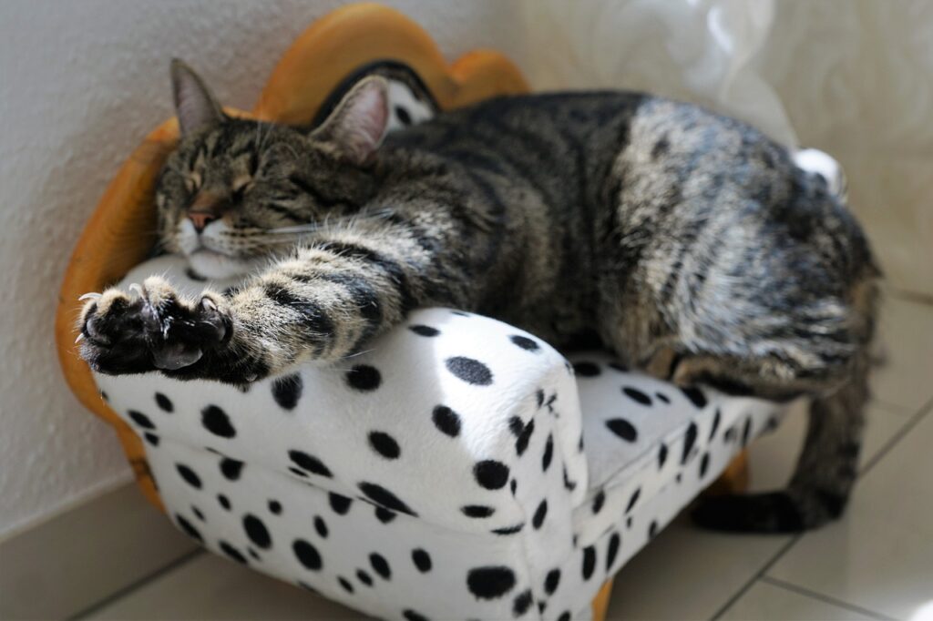 Minisofa y gato, un de los muebles para mascotas ideales.